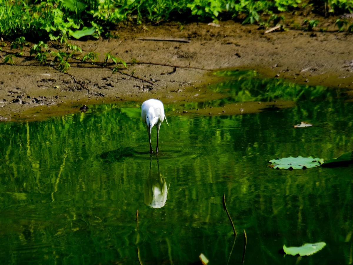 鹭鸟随拍（二）