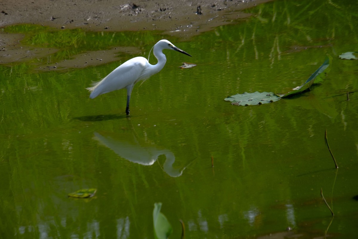 鹭鸟随拍（二）