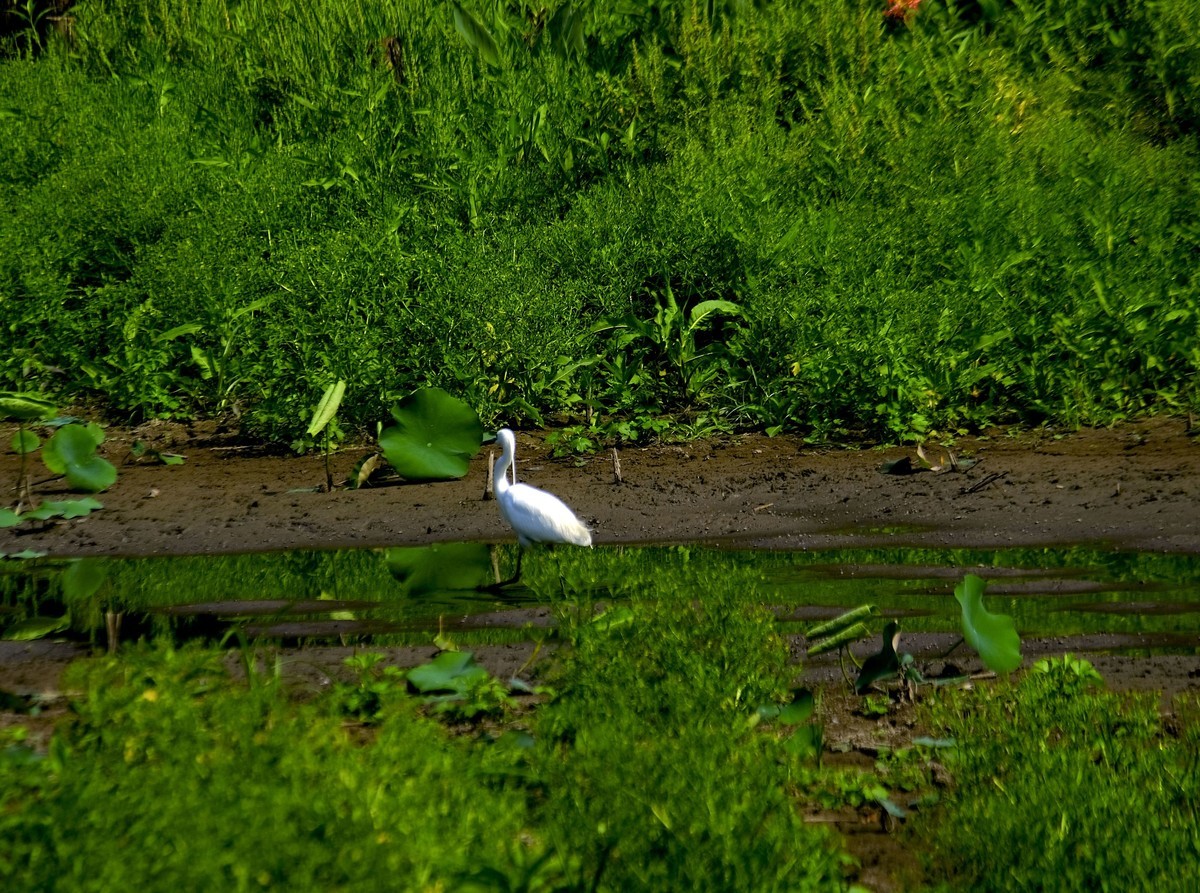 鹭鸟随拍（二）