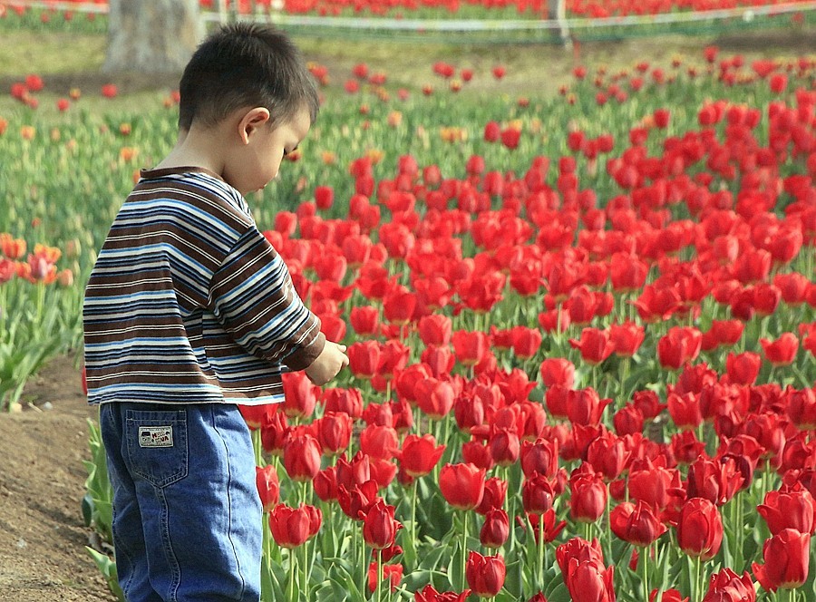 《不老松：纪实摄影》名人植物园：（11）只有小朋友敢进入园内拍花！