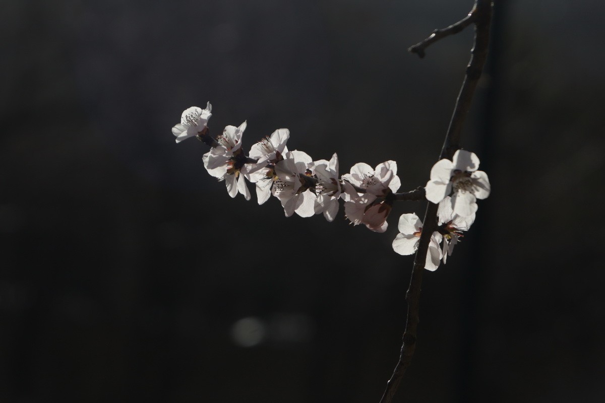 关东百花园（373）——三月桃花（2025）