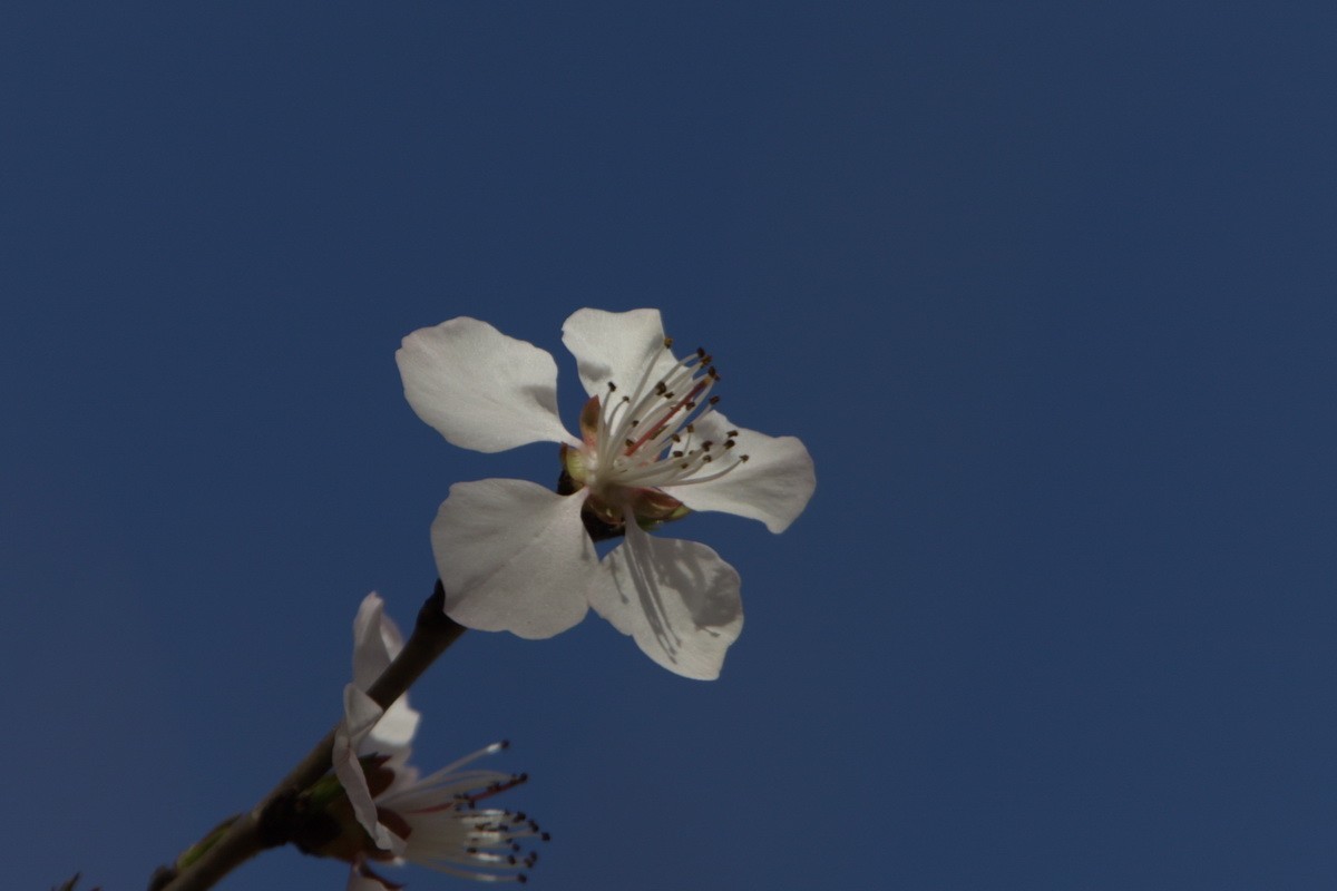 关东百花园（373）——三月桃花（2025）