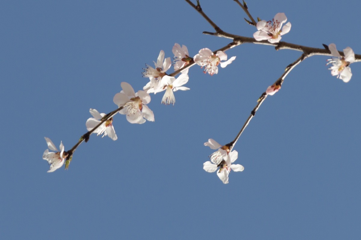 关东百花园（373）——三月桃花（2025）