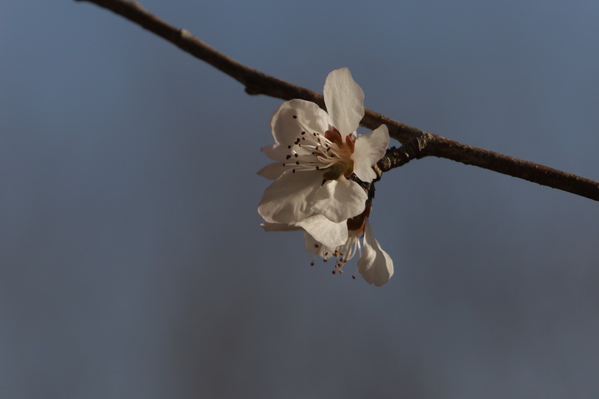 关东百花园（373）——三月桃花（2025）