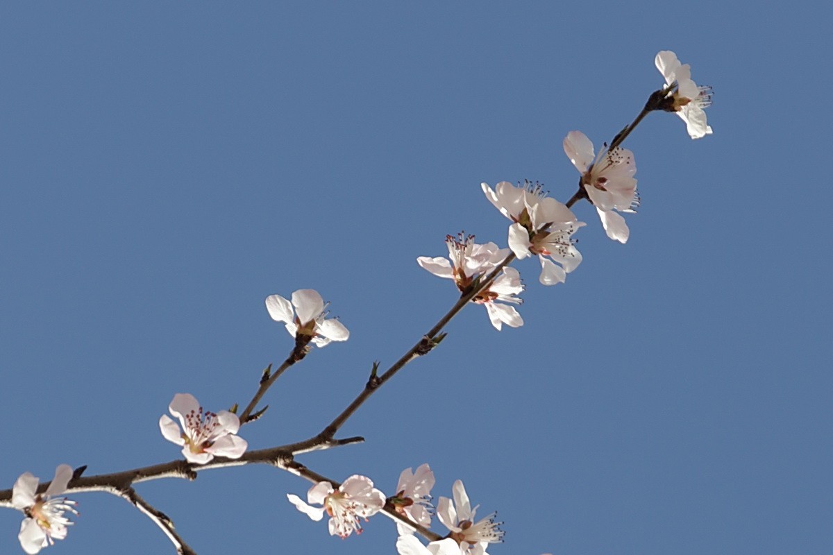 关东百花园（373）——三月桃花（2025）