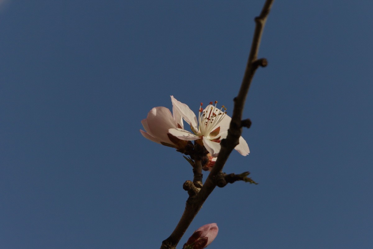 关东百花园（373）——三月桃花（2025）