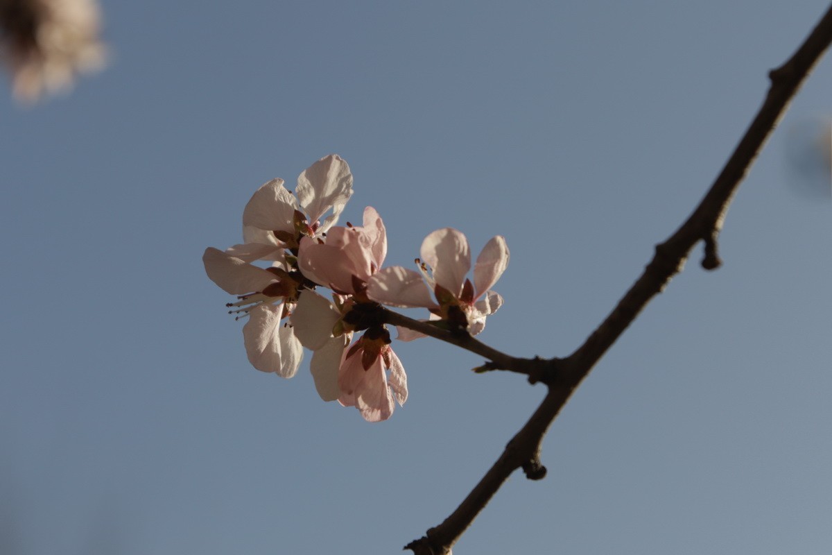 关东百花园（373）——三月桃花（2025）