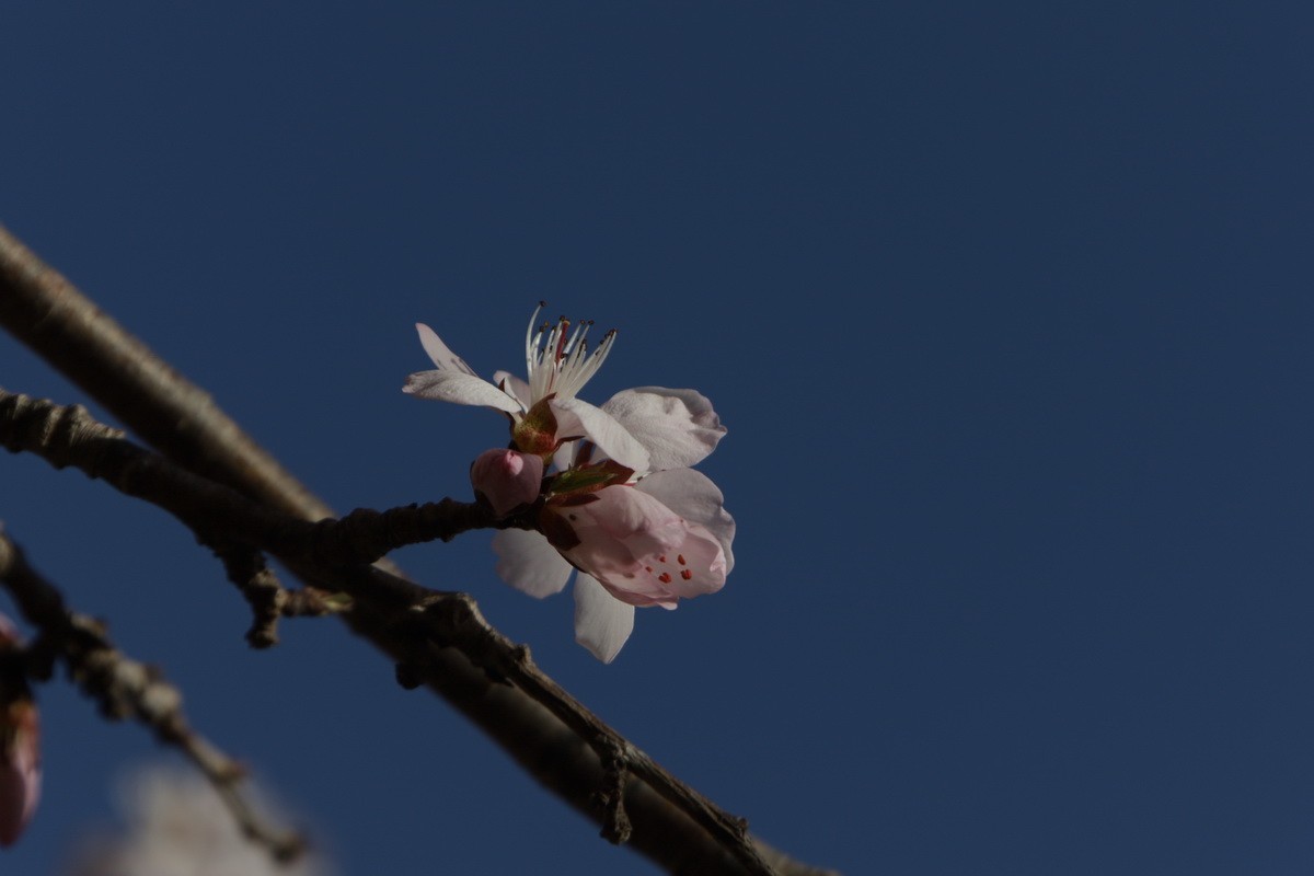 关东百花园（373）——三月桃花（2025）