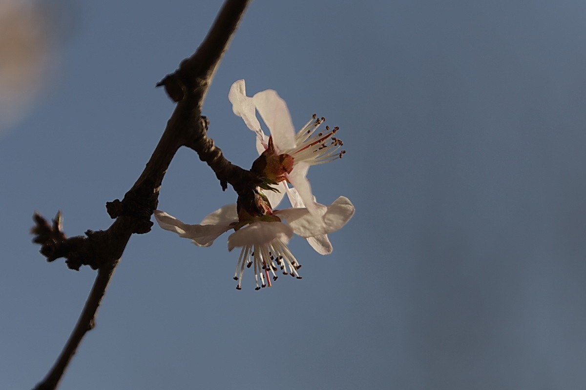 关东百花园（373）——三月桃花（2025）