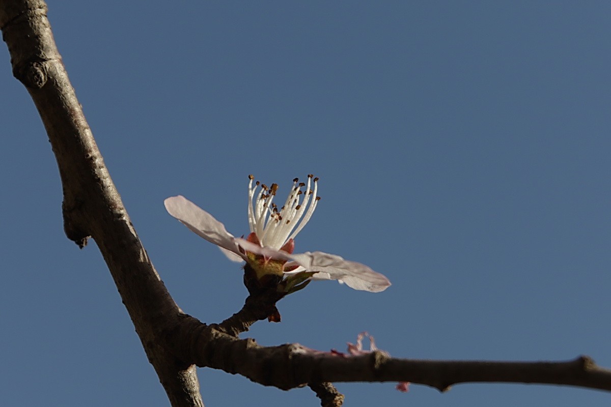 关东百花园（373）——三月桃花（2025）