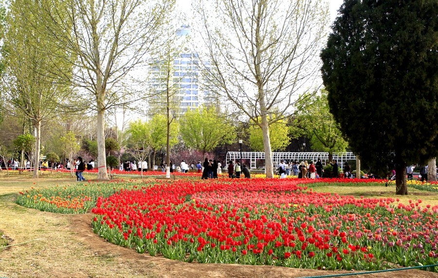 《不老松：纪实摄影》名人植物园：（12）郁金香！