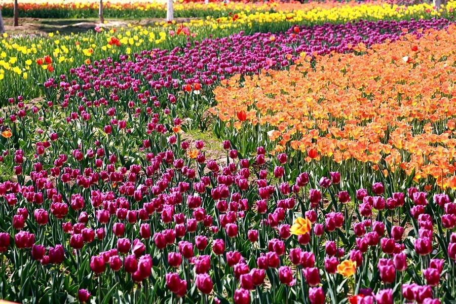 《不老松：纪实摄影》名人植物园：（12）郁金香！