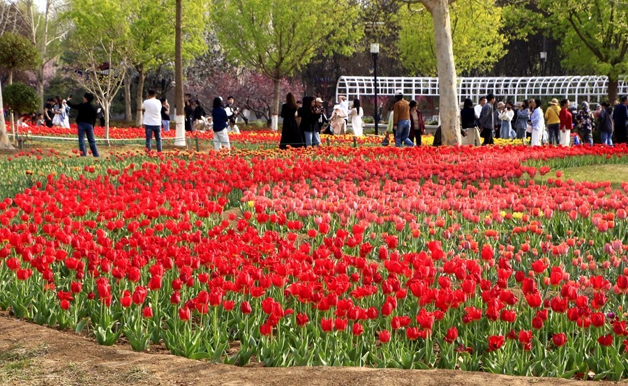 《不老松：纪实摄影》名人植物园：（12）郁金香！