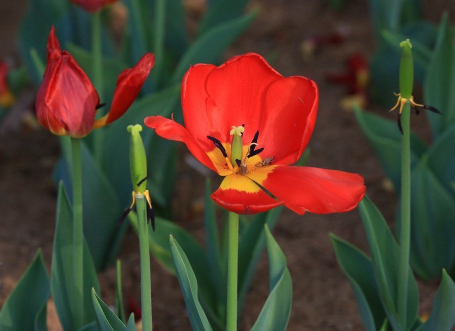 《不老松：纪实摄影》名人植物园：（12）郁金香！