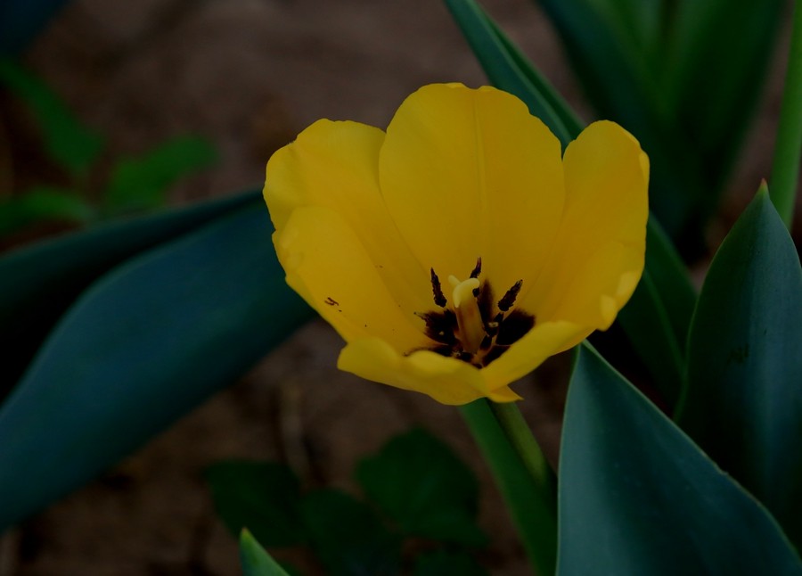 《不老松：纪实摄影》名人植物园：（12）郁金香！