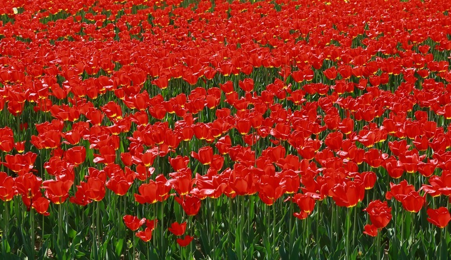 《不老松：纪实摄影》名人植物园：（12）郁金香！