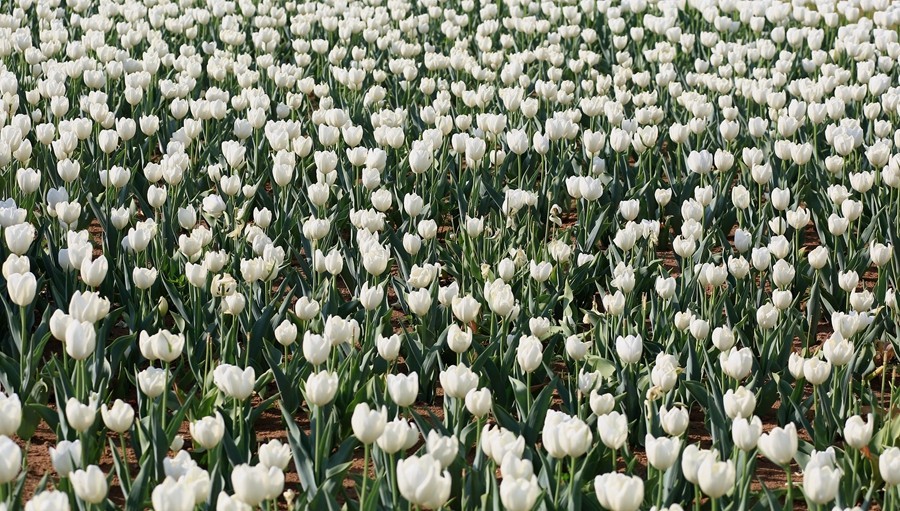《不老松：纪实摄影》名人植物园：（12）郁金香！