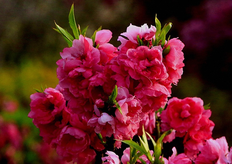 《不老松：纪实摄影》名人植物园：（13）绯樱绽放！