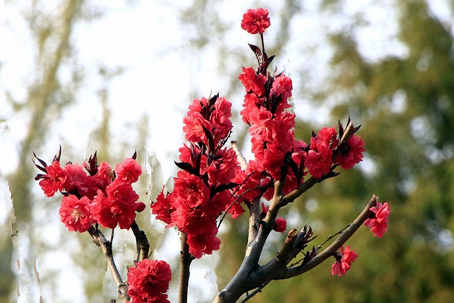 《不老松：纪实摄影》名人植物园：（13）绯樱绽放！