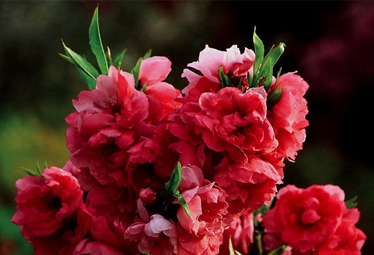 《不老松：纪实摄影》名人植物园：（13）绯樱绽放！