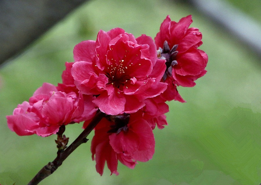 《不老松：纪实摄影》名人植物园：（13）绯樱绽放！