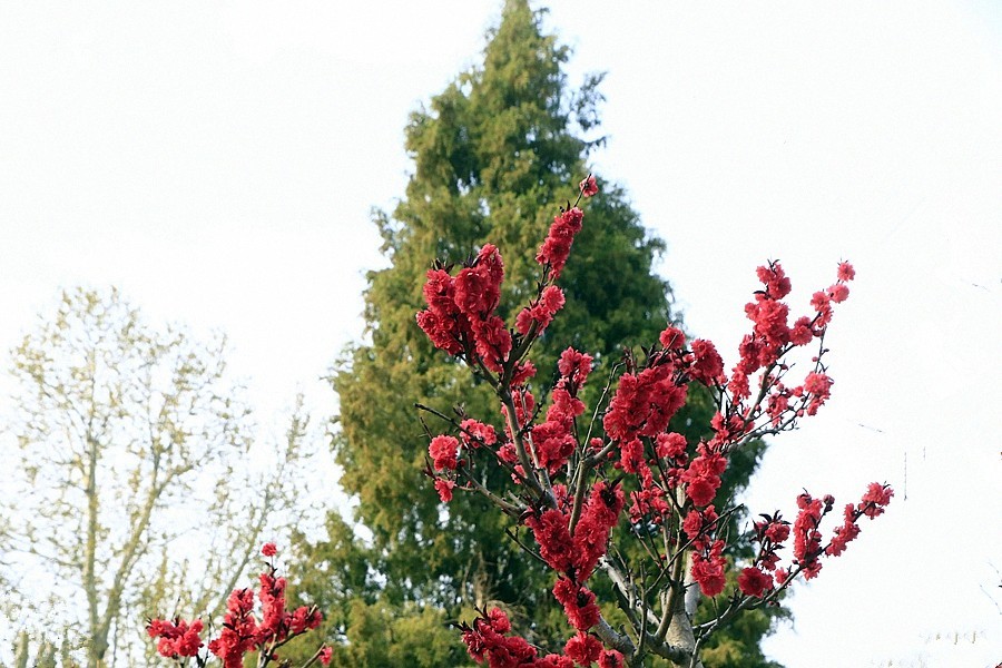 《不老松：纪实摄影》名人植物园：（13）绯樱绽放！