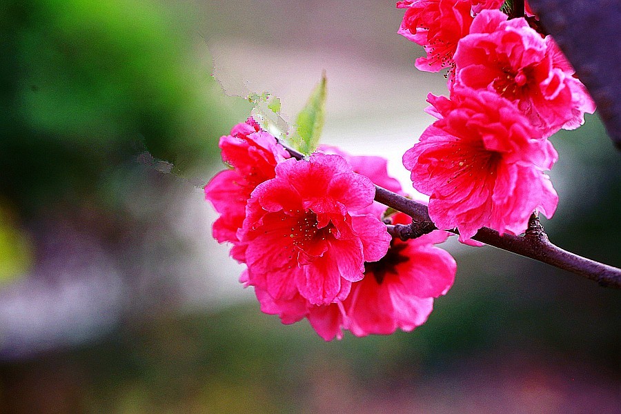 《不老松：纪实摄影》名人植物园：（13）绯樱绽放！