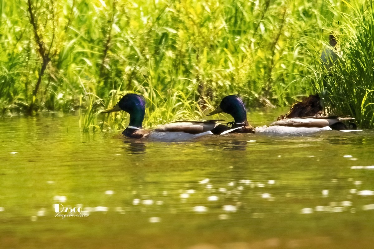松溪里的大麻鸭（2）