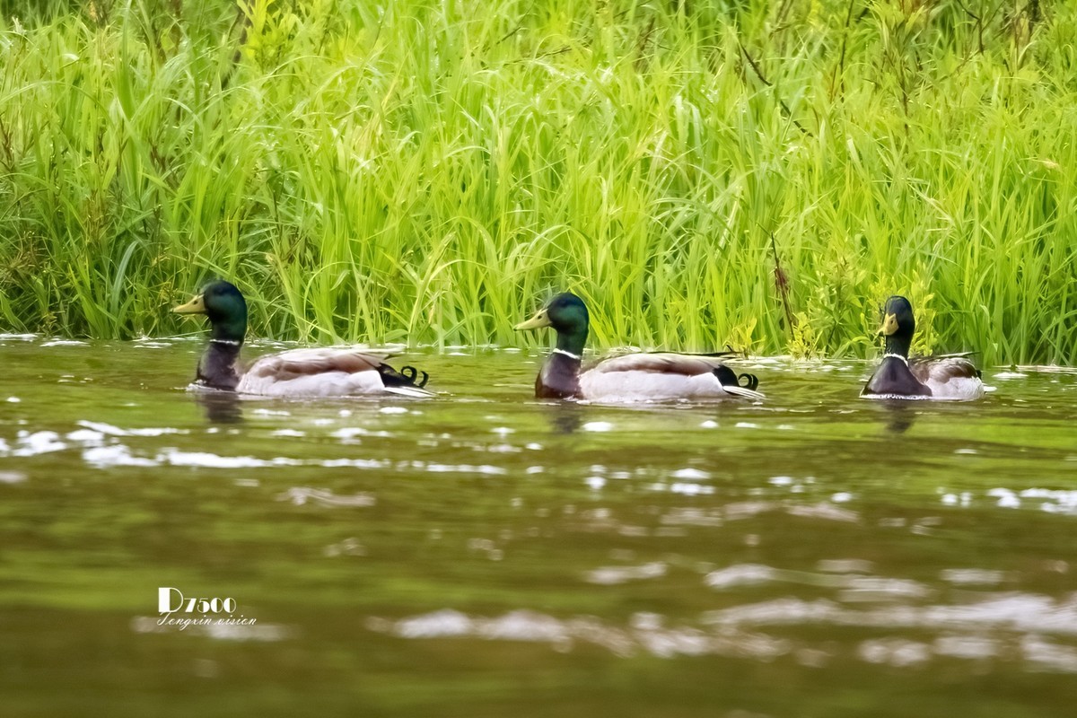 松溪里的大麻鸭（2）