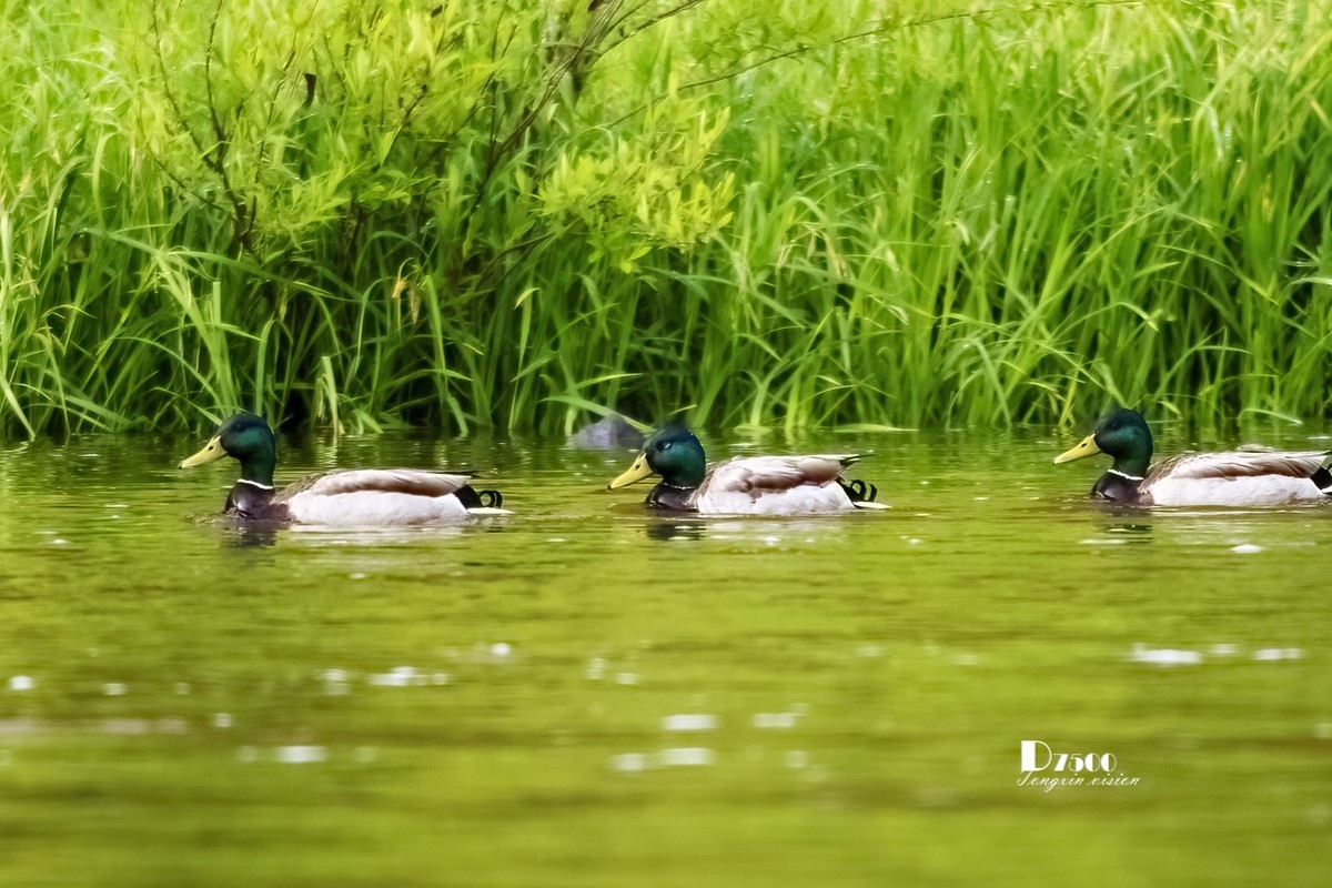 松溪里的大麻鸭（2）