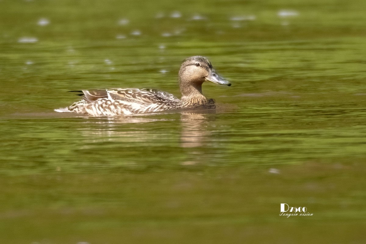 松溪里的大麻鸭（2）