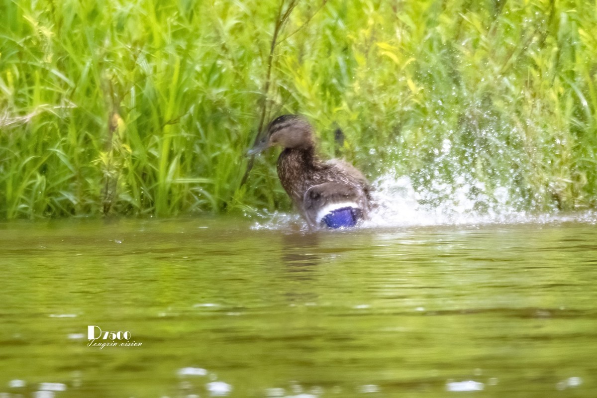 松溪里的大麻鸭（2）