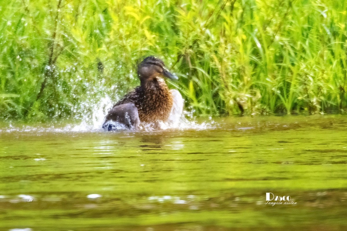 松溪里的大麻鸭（2）