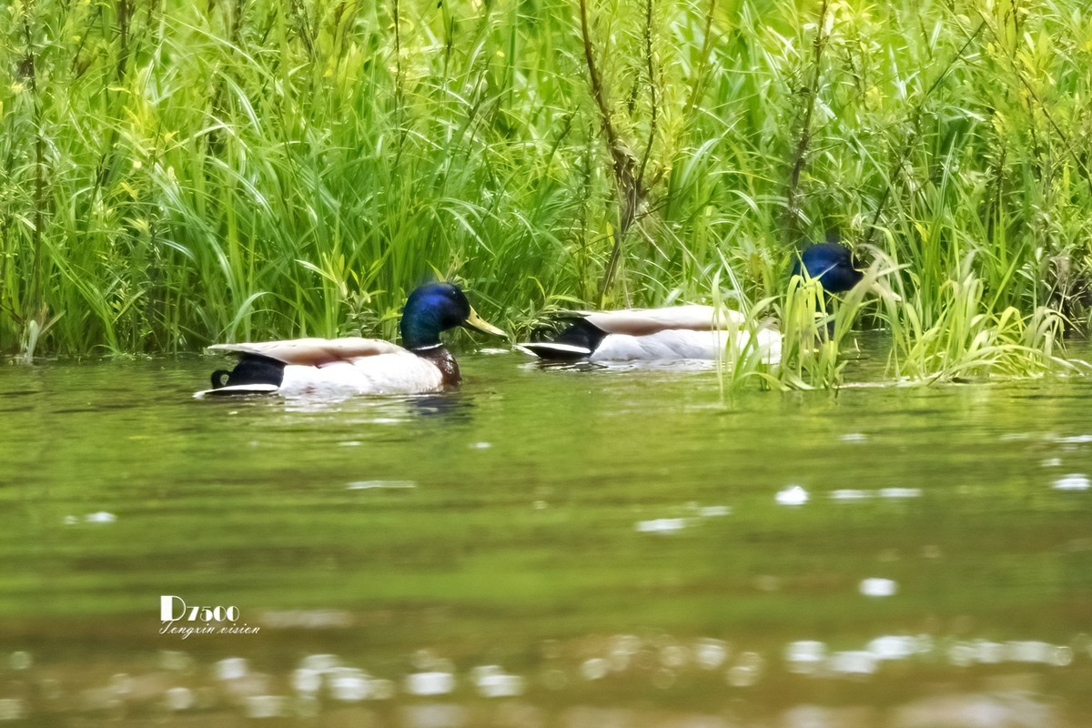 松溪里的大麻鸭（2）