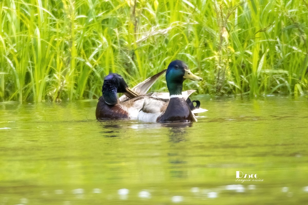 松溪里的大麻鸭（2）