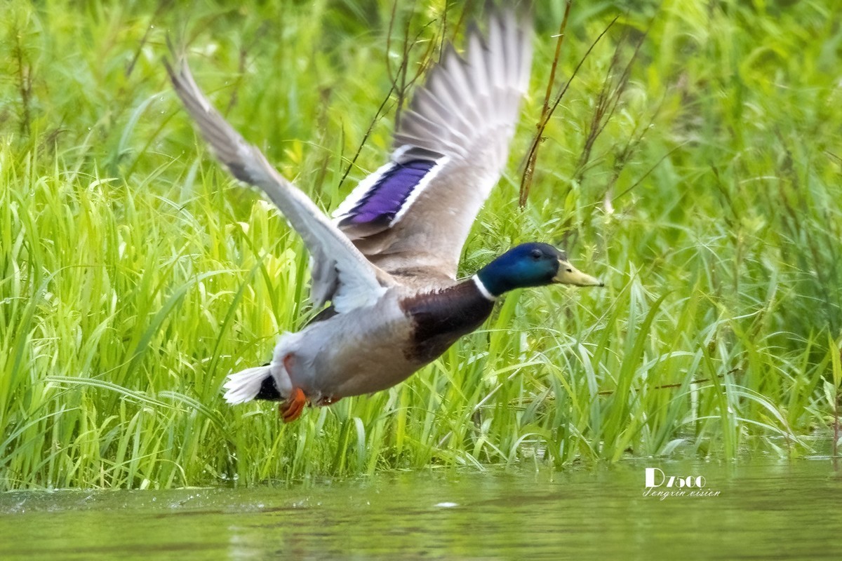 松溪里的大麻鸭（2）