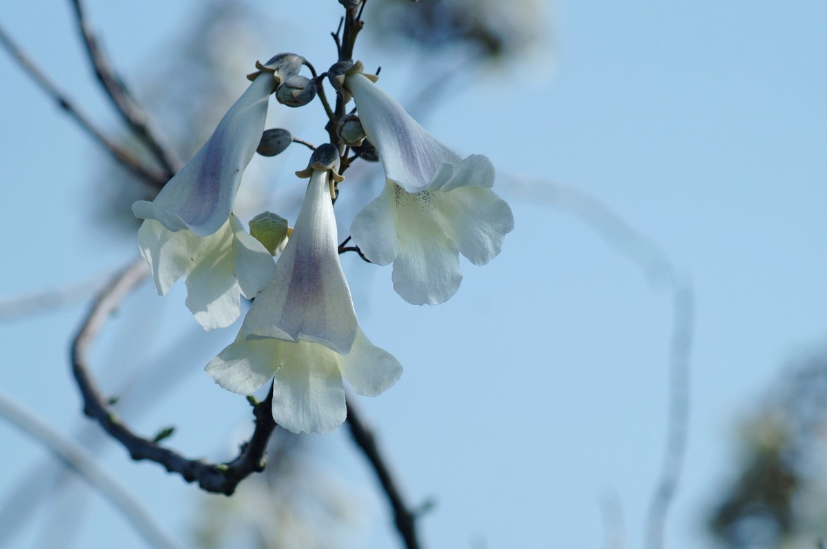 2022〖 泡 桐 花 〗