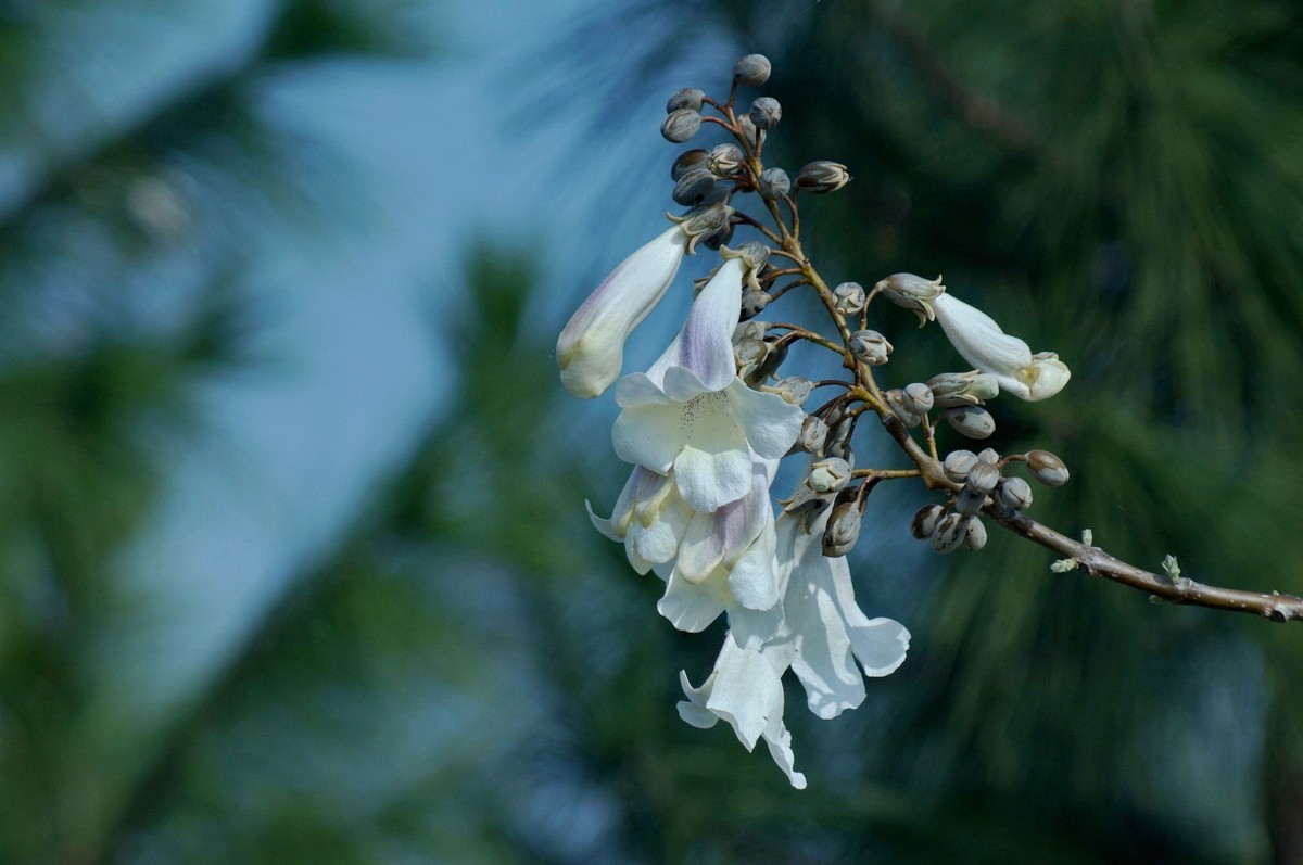 2022〖 泡 桐 花 〗