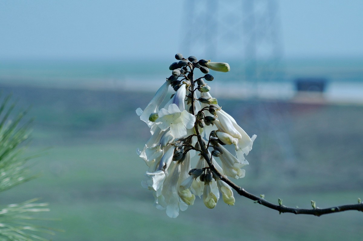 2022〖 泡 桐 花 〗