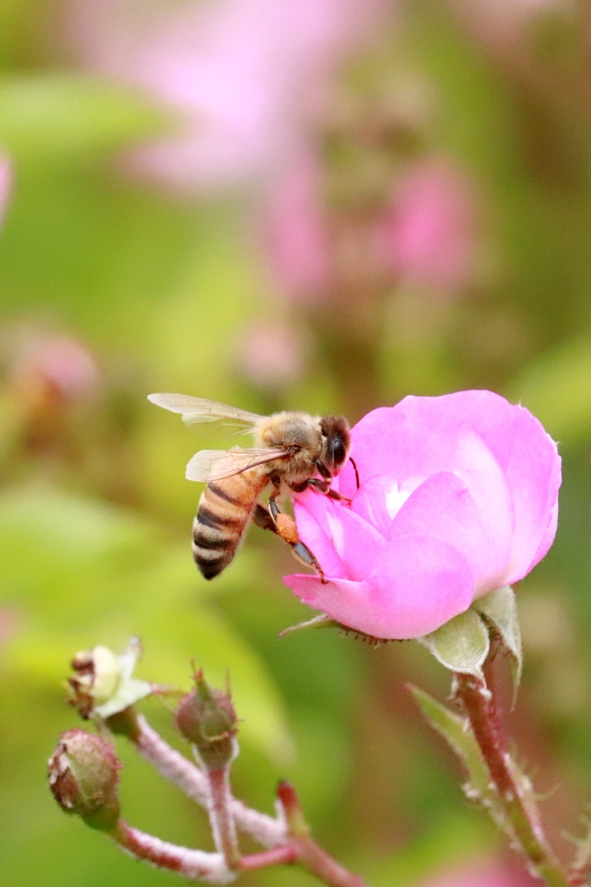 野蔷薇花开引蜂来