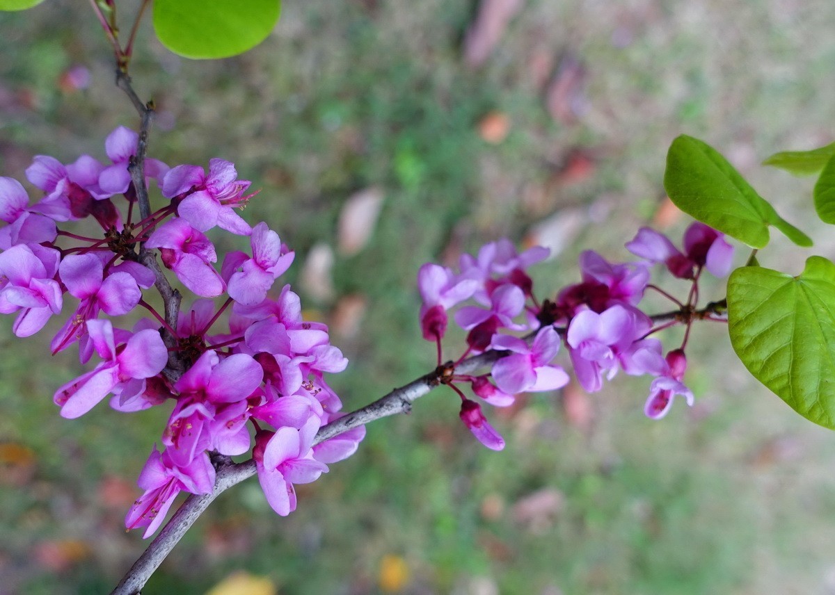 紫荆艳艳
