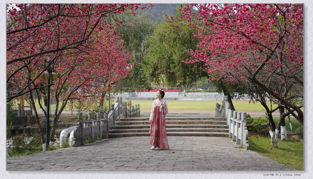 《春满校园系列》之七-----桃之夭夭，灼灼其华