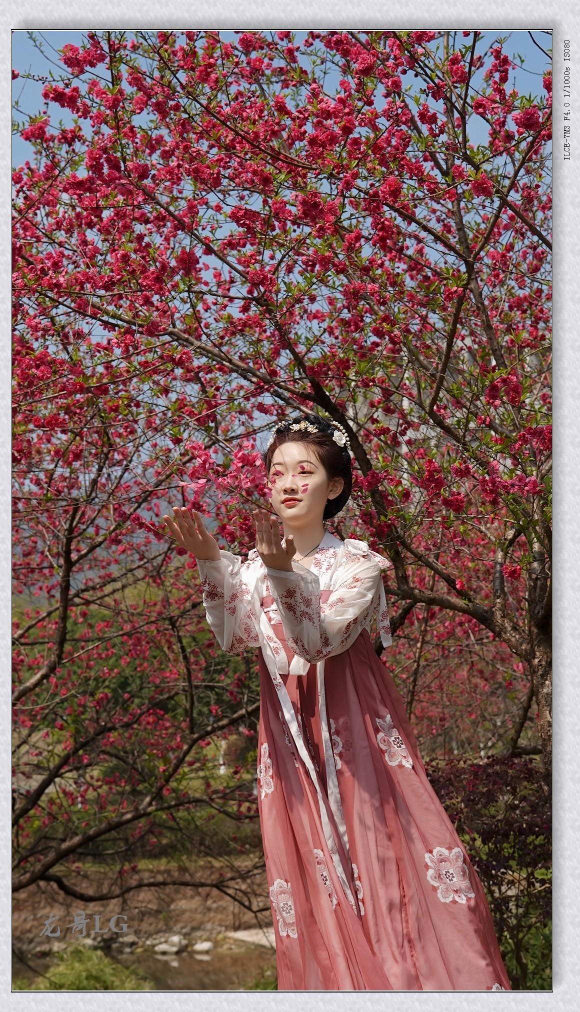 《春满校园系列》之七-----桃之夭夭，灼灼其华