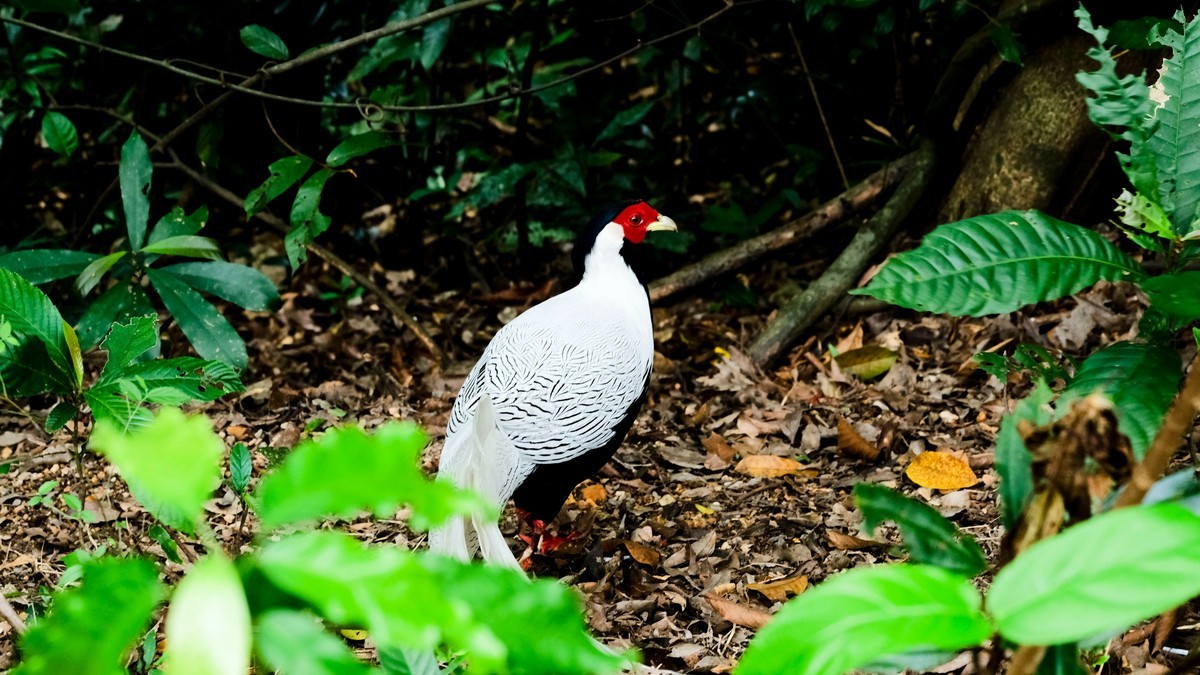白娴鸟随拍（二）