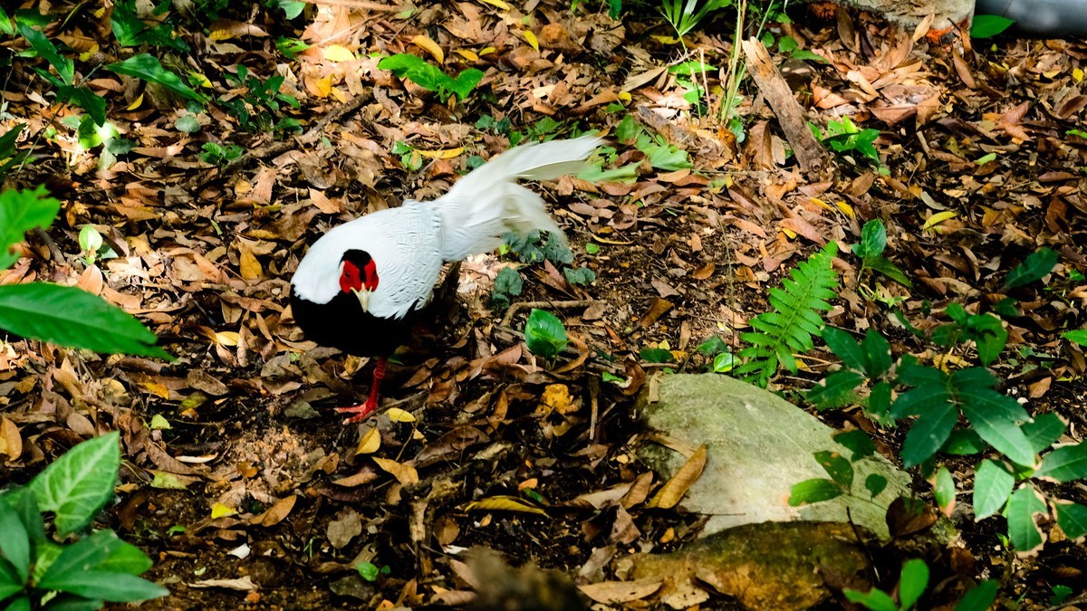 白娴鸟随拍（二）