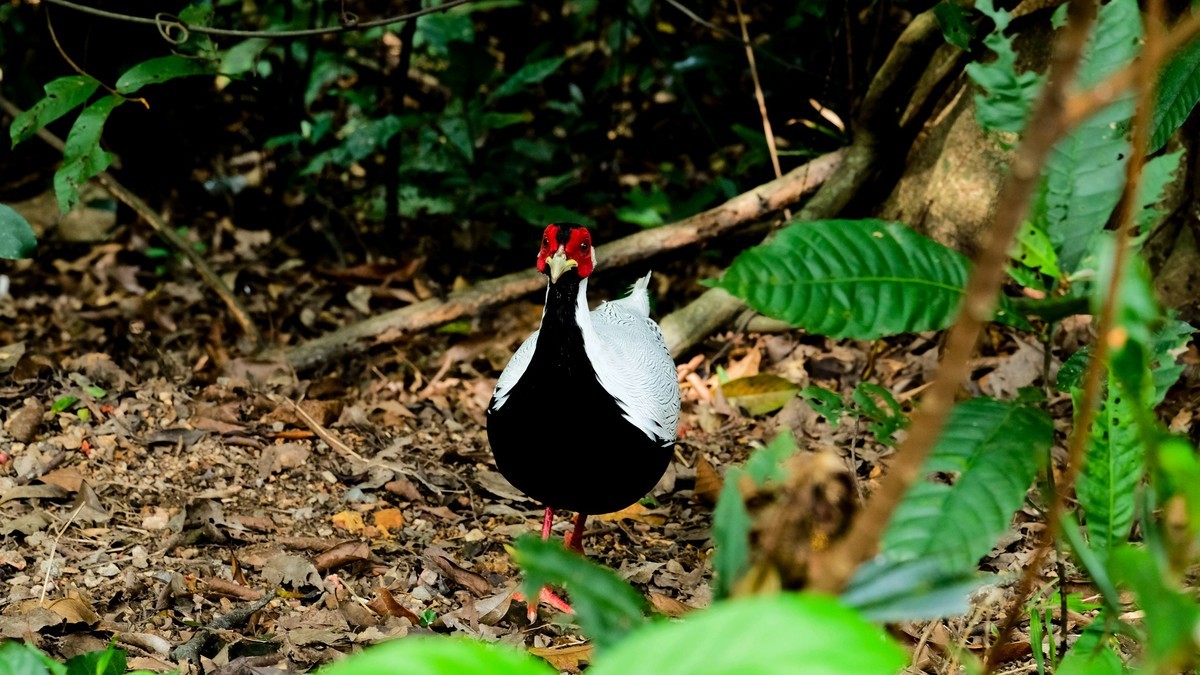白娴鸟随拍（二）