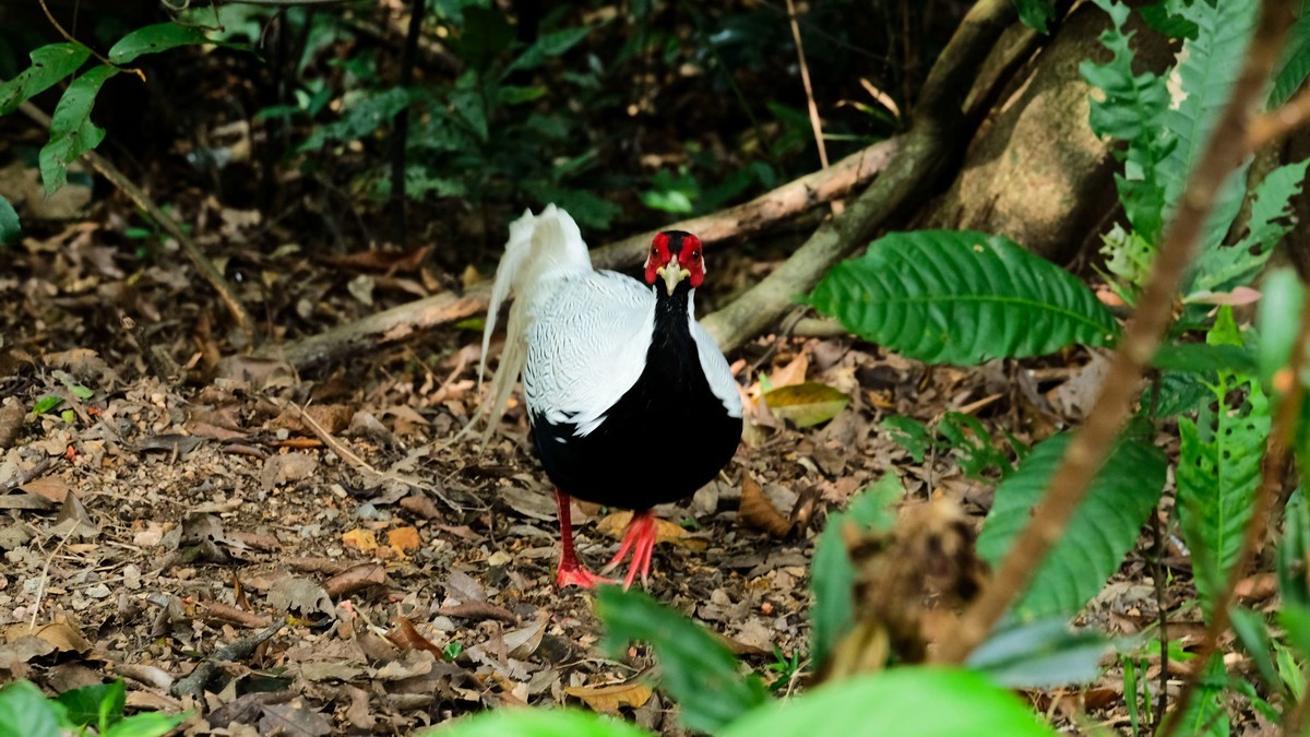 白娴鸟随拍（二）