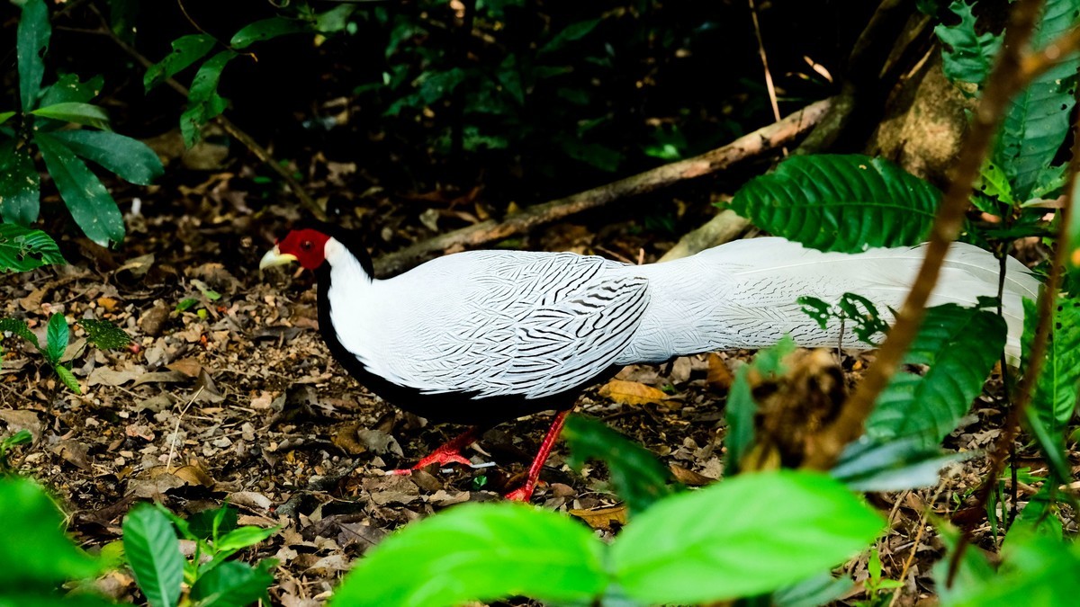 白娴鸟随拍（二）