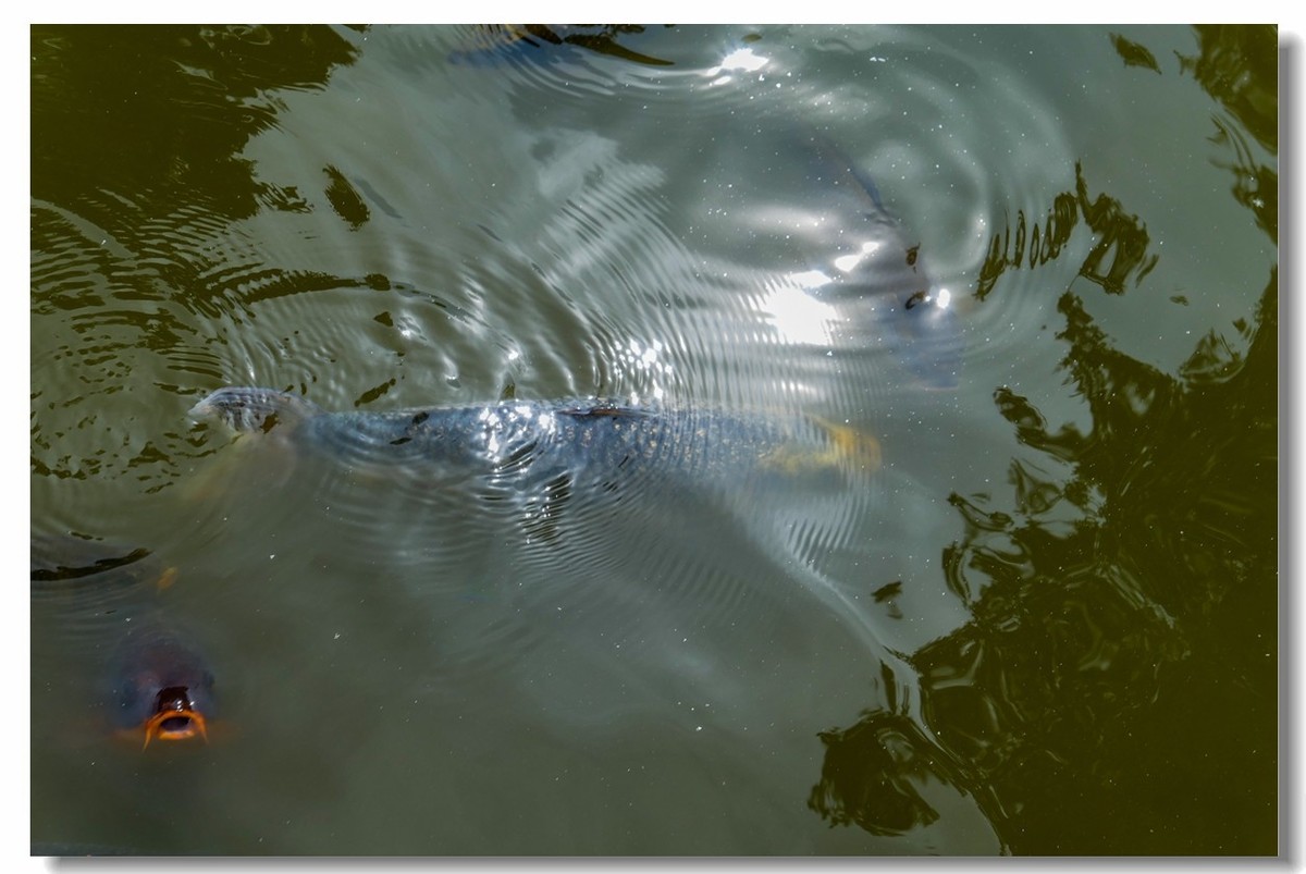 南德之休闲疗养小镇——Badenweiler