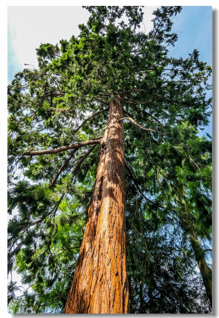 南德之休闲疗养小镇——Badenweiler